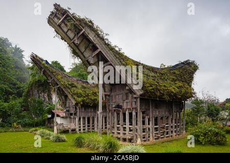 Indonesien, Sulawesi, Tana Toraja, Lemo Dorf, traditionelles Haus, genannt Tongkonan, und Dach mit Vegetation bedeckt Stockfoto