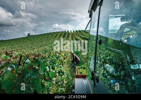 Frankreich, Aude (11), Villelongue, Lebensweise während eines Erntetags Stockfoto