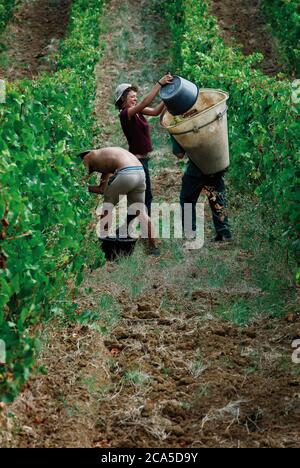 Frankreich, Aude (11), Tourreilles, Lebensweise während eines Erntetags Stockfoto