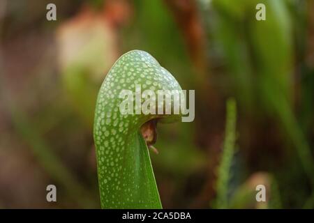 Cobra Pflanze - in latein Darlingtonia californica - auch Cobra Lilie oder Kalifornien Krug Pflanze genannt ist ein Fleisch essen oder fleischfressende Pflanze. Stockfoto