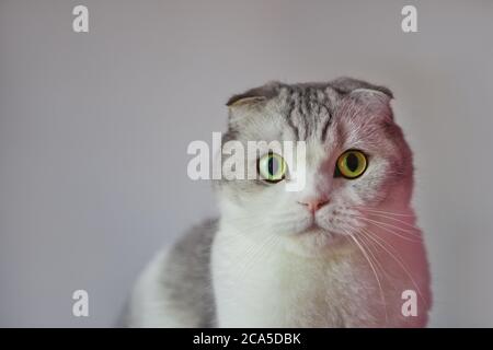 Scottish Fold Cat mit rundem Gesicht. Portrait einer überraschten schottischen Falte mit großen Augen Stockfoto