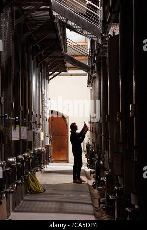 Frankreich, Gard (30), Tavel, Chateau d'Aqueria Weingut, Innenraum eines Kellers für Konservierung und Weinbereitung, Kellermeister in voller Weinprobe Stockfoto
