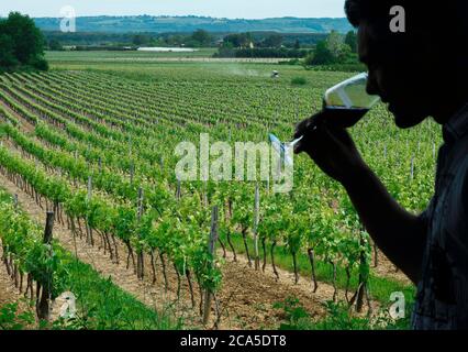 Europa, Frankreich, Occitanie, Midi-Pyrenees, Tarn-Garonne, Fabas, Weingut Chateau Fayet, Kellermeister in voller Weinprobe Stockfoto