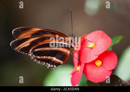 Gebänderter Orange Heliconian Schmetterling auf einer Blume. In lateinischer sprache Drydula Phaetusa. Lebt in Brasilien nördlich über Mittelamerika bis Zentralmexiko. Nahaufnahme Stockfoto