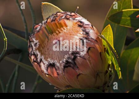 Bartprotea Protea laurifolia 12723 Stockfoto