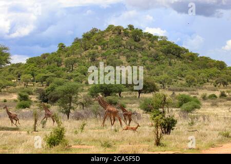Tansania, Randilen, WMA (Wildlife Management Area), Giraffen in der Savanne Stockfoto