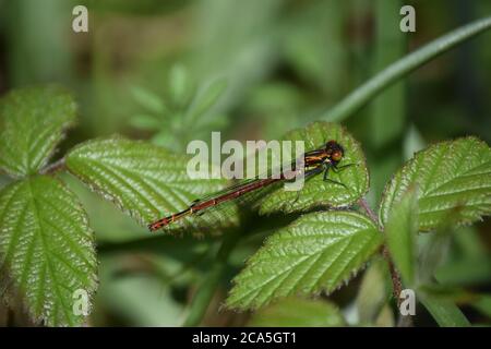 Große rote Damselfly auf Bramble Blatt Stockfoto