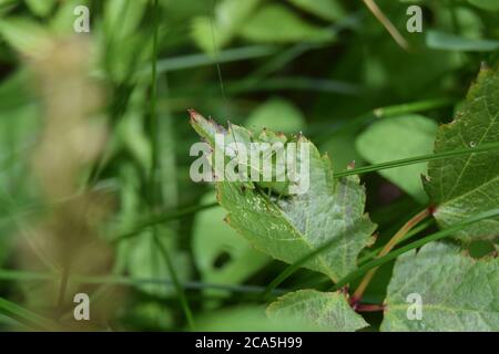 Speckled Bush-cricket Stockfoto