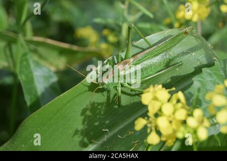 Bush Cricket auf Blatt Stockfoto