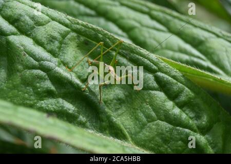 Gesprenkelt Busch Cricket auf Blatt Stockfoto