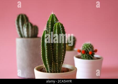 Verschiedene Kakteen / Kakteen Pflanzen in Zement und weißen Pflanzgefäßen, isoliert auf bunten, rosa pastellfarbenen Hintergrund. Stockfoto