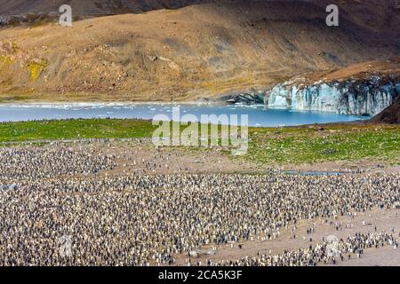 Antarktis, Südgeorgien (britisches Überseegebiet), Saint Andrews Bay, Kolonien von Königspinguinen (Aptenodytes patagonicus) und antarktischen Pelzrobben oder Kerguelen-Robben (Arctocephalus gazella) Stockfoto