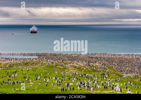 Antarktis, Südgeorgien (britisches Überseegebiet), Saint Andrews Bay, Kolonien von Königspinguinen (Aptenodytes patagonicus) und antarktischen Pelzrobben oder Kerguelen-Robben (Arctocephalus gazella) Stockfoto