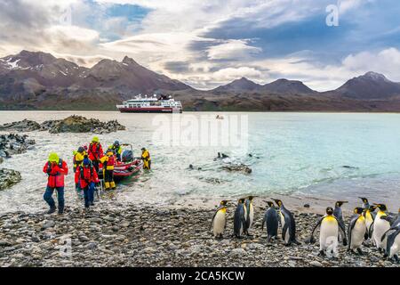 Antarktis, Südgeorgien Insel (britisches Überseegebiet), Landung in Fortuna Bay inmitten von Kolonien von Königspinguinen (Aptenodytes patagonicus) Stockfoto