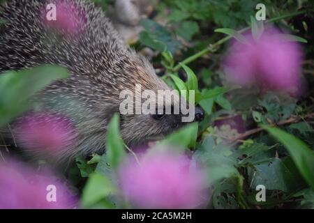 Igel im Unterholz Stockfoto