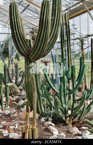 Frankreich, Tarn, Cambounet sur le Sor, Botanisches Konservatorium, Innenraum eines Akklimatisationsgewächshauses mit tropischen Pflanzen und Kakteen Stockfoto