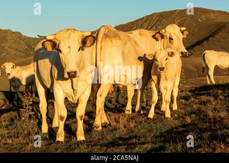 Frankreich, Hautes Pyrenees, Barousse, Port de Bales, Herde von Kühen im Sommer Weide bei Sonnenaufgang Stockfoto