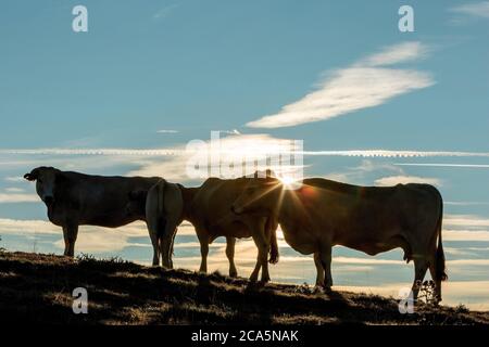 Frankreich, Hautes Pyrenees, Barousse, Port de Bales, Herde von Kühen im Sommer Weide bei Sonnenaufgang Stockfoto