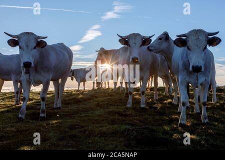 Frankreich, Hautes Pyrenees, Barousse, Port de Bales, Herde von Kühen im Sommer Weide bei Sonnenaufgang Stockfoto