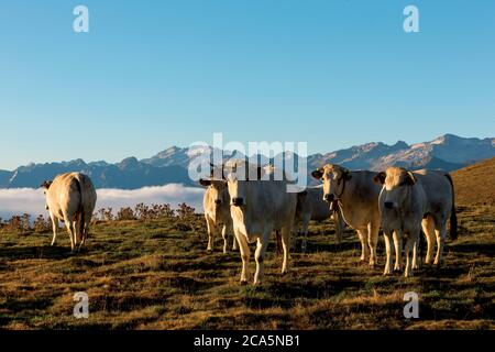 Frankreich, Hautes Pyrenees, Barousse, Port de Bales, Herde von Kühen im Sommer Weide bei Sonnenaufgang Stockfoto