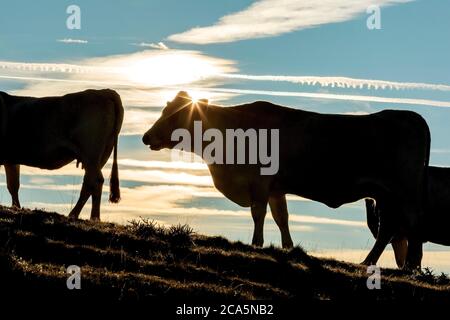 Frankreich, Hautes Pyrenees, Barousse, Port de Bales, Herde von Kühen im Sommer Weide bei Sonnenaufgang Stockfoto