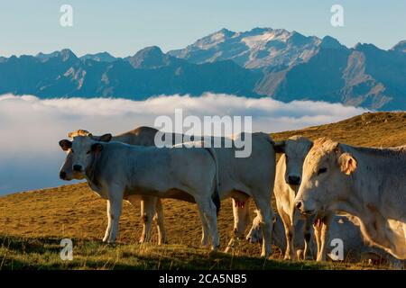 Frankreich, Hautes Pyrenees, Barousse, Port de Bales, Herde von Kühen im Sommer Weide bei Sonnenaufgang Stockfoto
