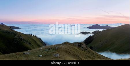 Frankreich, Hautes Pyrenees, Barousse, Port de Bales, Herde von Kühen im Sommer Weide bei Sonnenaufgang Stockfoto