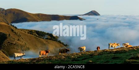 Frankreich, Hautes Pyrenees, Barousse, Port de Bales, Herde von Kühen im Sommer Weide bei Sonnenaufgang Stockfoto