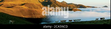 Frankreich, Hautes Pyrenees, Barousse, Port de Bales, Herde von Kühen im Sommer Weide bei Sonnenaufgang Stockfoto