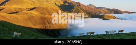 Frankreich, Hautes Pyrenees, Barousse, Port de Bales, Herde von Kühen im Sommer Weide bei Sonnenaufgang Stockfoto