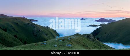 Frankreich, Hautes Pyrenees, Barousse, Port de Bales, Herde von Kühen im Sommer Weide bei Sonnenaufgang Stockfoto