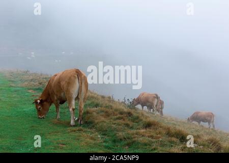 Frankreich, Hautes Pyrenees, Barousse, Port de Bales, Herde von Kühen im Sommer Weide im Nebel Stockfoto