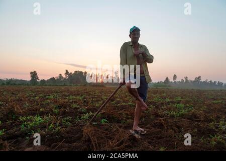 Brasilien, Paran?, Maring?, Paranava?, Querncia do Norte, Bauernhof, Szene de vie während der Ernte auf den Feldern, Porträt eines Bauern hinterleuchtet in seinem Feld Stockfoto