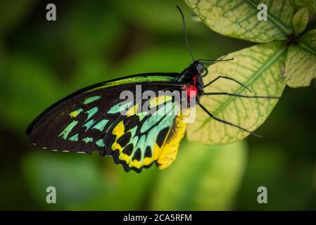 Cairns Birdwing Butterfly ruht auf einem Blatt einer Pflanze Stockfoto