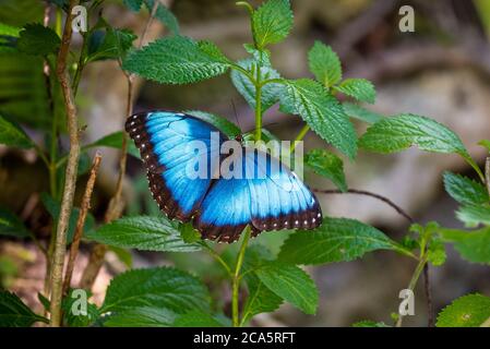 Blauer Morpho, der auf einer Pflanze landet Stockfoto