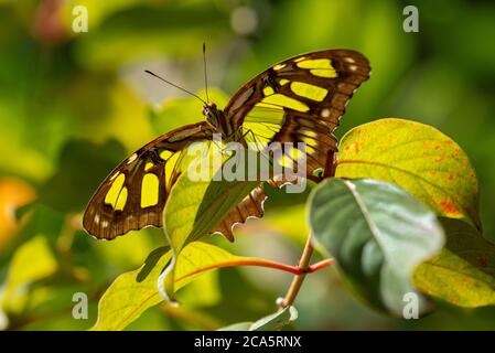 Malachit Schmetterling auf einem Blatt einer Pflanze für unten betrachtet thront. Stockfoto