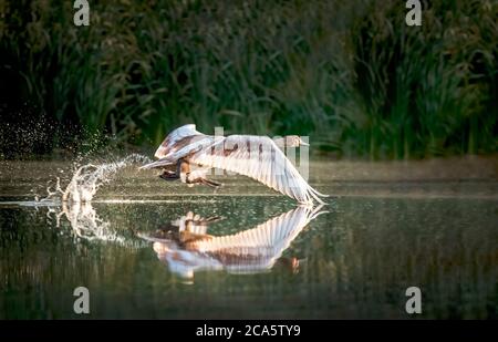 Schwan steht mit ausgebreiteten Flügeln auf einem Felsen im blau-grünen Wasser, weißer Schwan auf dem Wasser, weißer Schwan läuft auf dem Wasser. Stockfoto