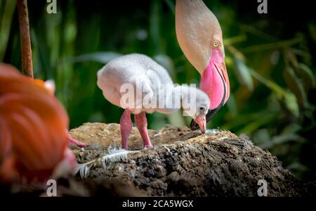 Flamingos (Phoenicopteridae) neugeborenes Baby mit seiner Mutter, das Flamingos Küken ist bei seiner Mutter Wache und kümmert sich um ihn. Stockfoto
