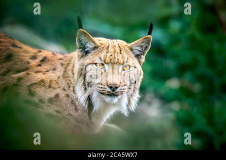 Lynx schaut mit räuberischen Augen aus dem Tierheim, versteckt im Wald beim Gehen Stockfoto