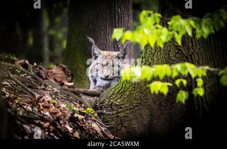 Lynx schaut mit räuberischen Augen aus dem Tierheim, versteckt sich hinter einem Baum, während er geht, liegt und zuschaut. Stockfoto