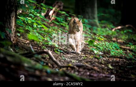 Lynx schaut mit räuberischen Augen aus dem Tierheim, versteckt im Wald, während er geht, auf der Jagd auf dem Weg durch den Wald. Stockfoto