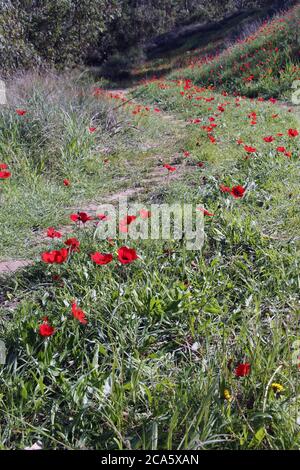 Blühendes Israel. Schöne rote Blume, Kalanit (Anemone coronaria) in einem Wald. Stockfoto