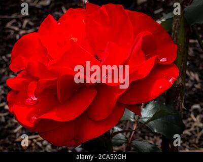 Eine Rose mit Wassertröpfchen auf den Blütenblättern Stockfoto