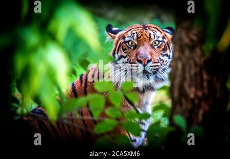 Der malaiische Tiger Panthera tigris tigris, sitzt er und hat einen gefährlichen Blick und beobachtet seine Beute. Stockfoto