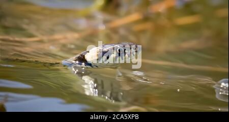 Die Grassnatter Natrix natrix, die Grassnatter schwimmt im Wasser und fischt. Stockfoto