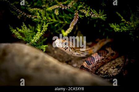 Die Grasnatter Natrix natrix, die rote Schlange versteckt sich und ist auf der Jagd. Stockfoto