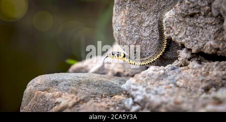 Die Grassnatter Natrix natrix, Schlange kriecht auf einem heißen Felsen. Stockfoto