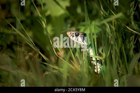 Die Grasnatter Natrix natrix, Schlange versteckt sich im Gras und ist auf der Jagd. Stockfoto