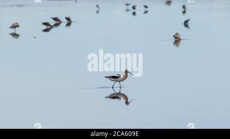 Vögel am Franks Lake Stockfoto