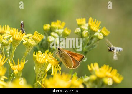 Kleiner Skipper (Thymelicus flavus) füttert Ragwürz Stockfoto